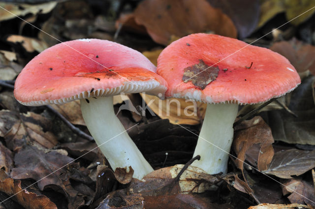 Sickener (Russula emetica)