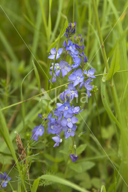 Brede ereprijs (Veronica austriaca)