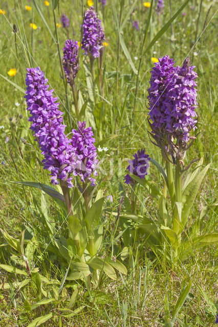 Western Marsh-orchid (Dactylorhiza majalis)