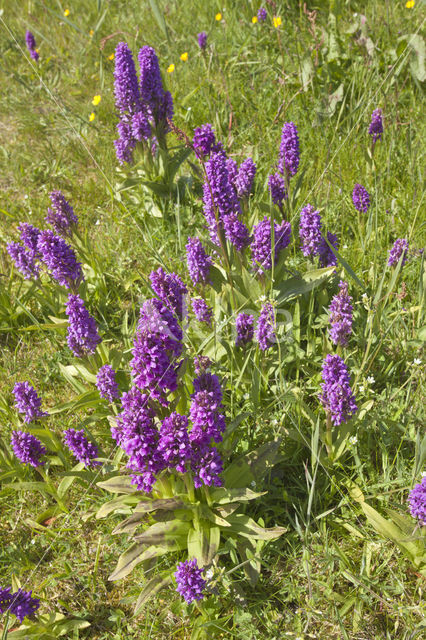 Western Marsh-orchid (Dactylorhiza majalis)