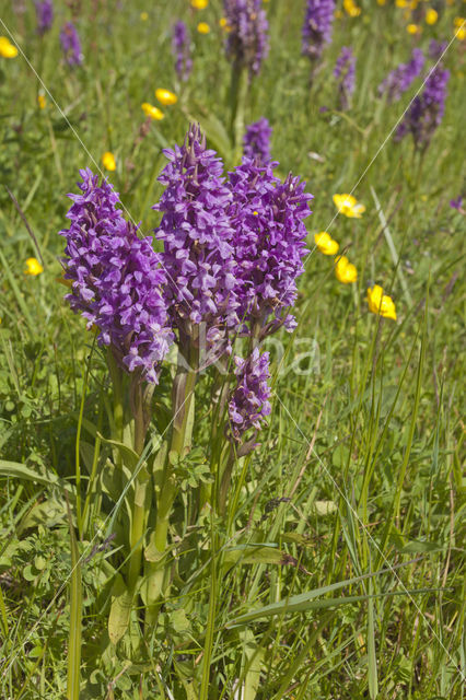 Western Marsh-orchid (Dactylorhiza majalis)