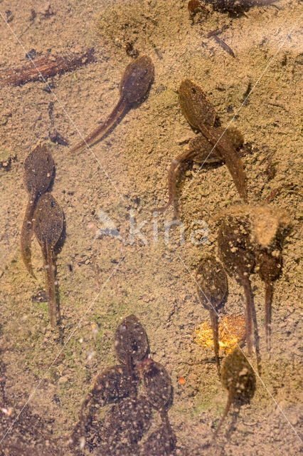 Bruine kikker (Rana temporaria)