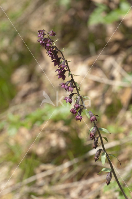 Bruinrode wespenorchis