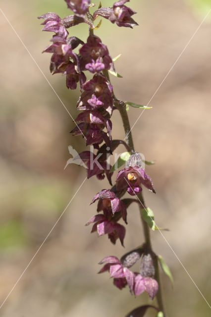 Bruinrode wespenorchis