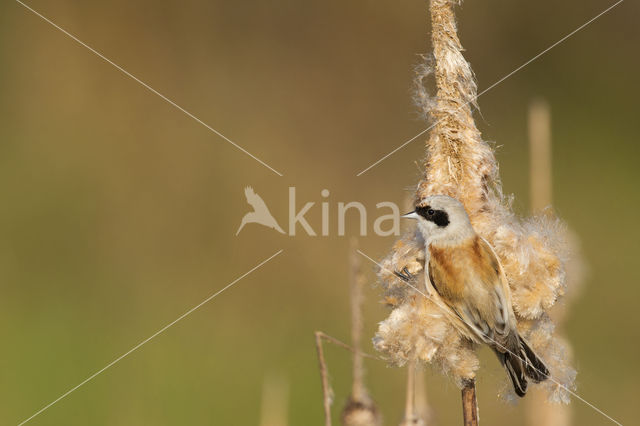 Eurasian Penduline-Tit (Remiz pendulinus)
