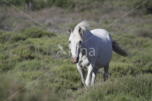 Camargue paard (Equus ferus caballus)