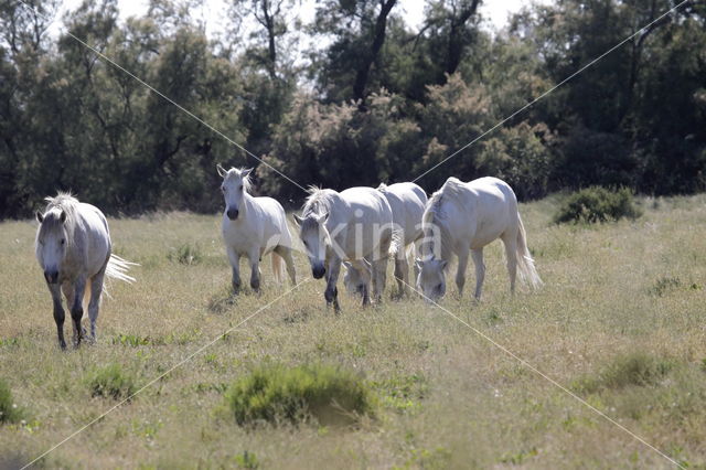 Camargue paard (Equus ferus caballus)