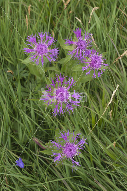 Singleflower Knapweed (Centaura nervosa