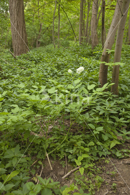 Baneberry / Herb Christopher (Actaea spicata)