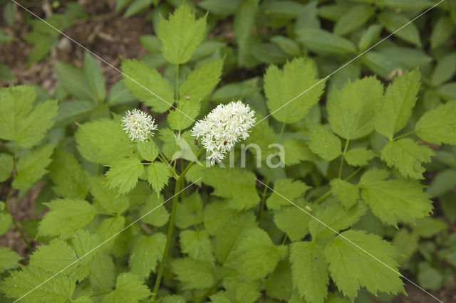 Christoffelkruid (Actaea spicata)