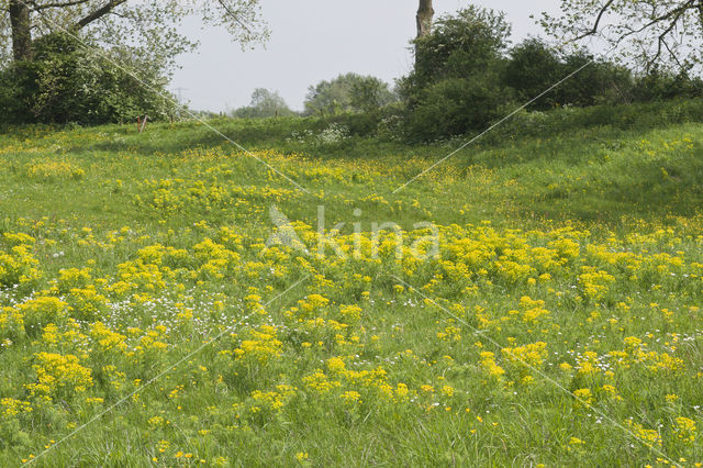 Cypress Spurge (Euphorbia cyparissias)