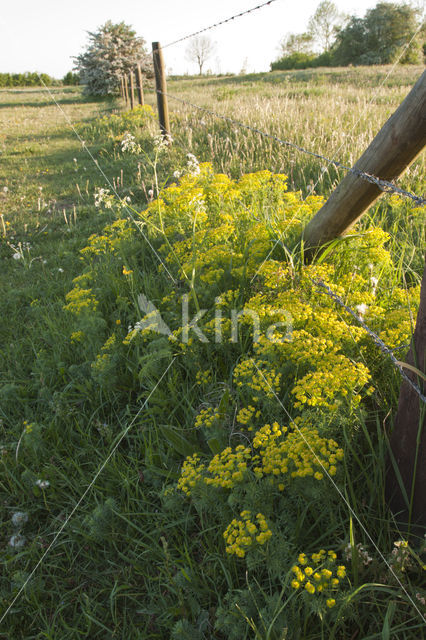 Cypress Spurge (Euphorbia cyparissias)