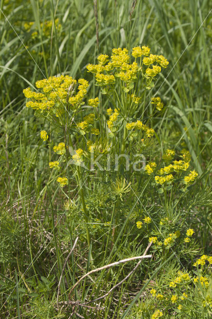 Cypress Spurge (Euphorbia cyparissias)