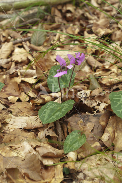 Cyclamen (Cyclamen purpurascens)