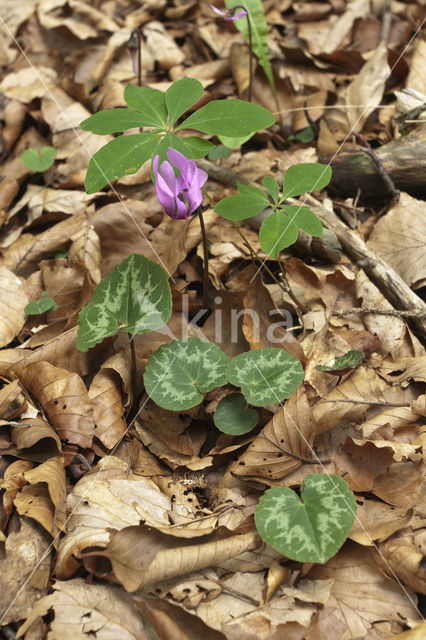 Cyclaam (Cyclamen purpurascens)