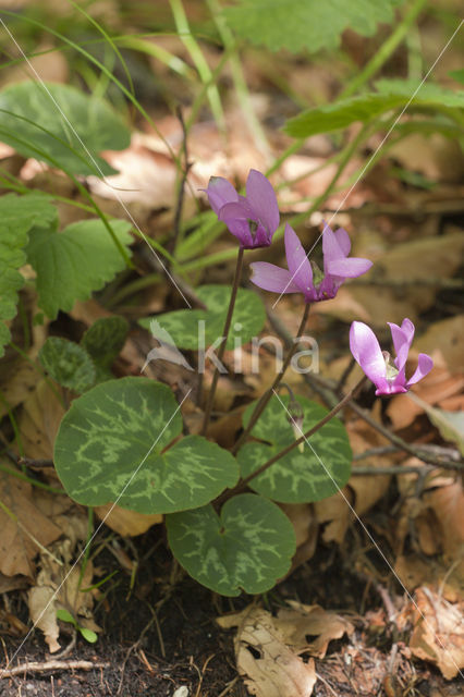 Cyclamen (Cyclamen purpurascens)