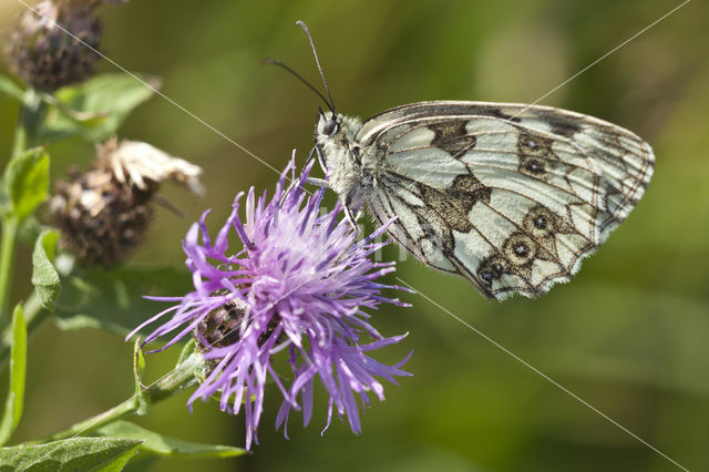 Dambordje (Melanargia galathea)