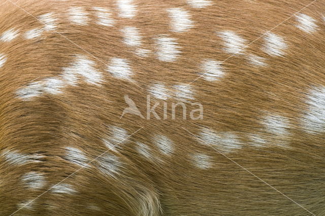 Fallow Deer (Dama dama)