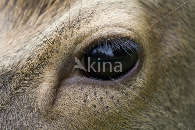 Fallow Deer (Dama dama)