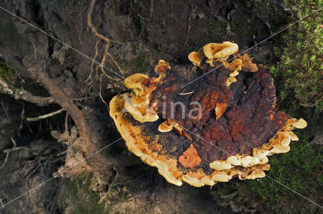 Dyer's mazegill (Phaeolus schweinitzii)