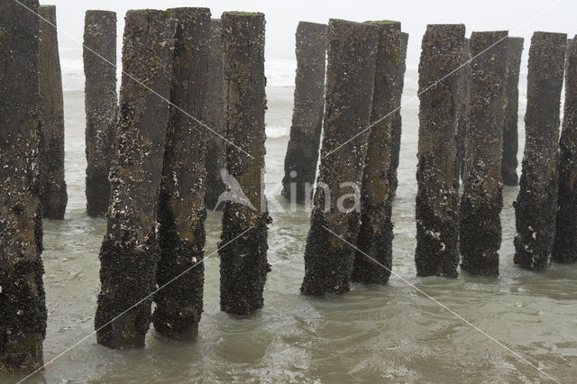 Domburg