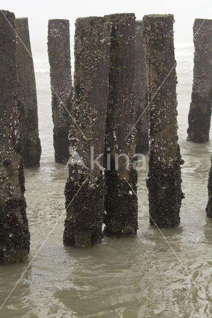 Domburg