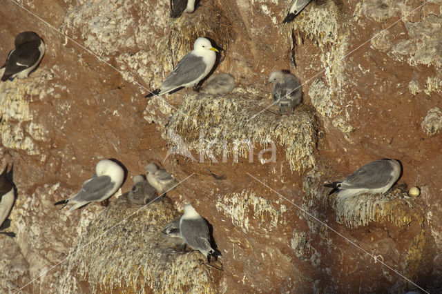 Black-legged Kittiwake (Rissa tridactyla)