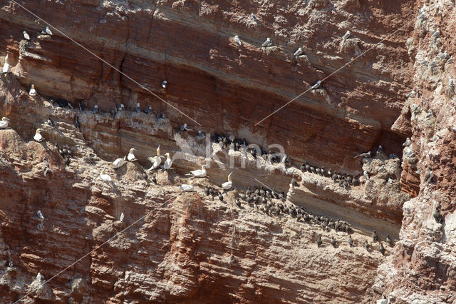 Black-legged Kittiwake (Rissa tridactyla)