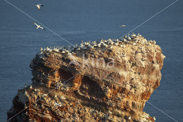 Black-legged Kittiwake (Rissa tridactyla)