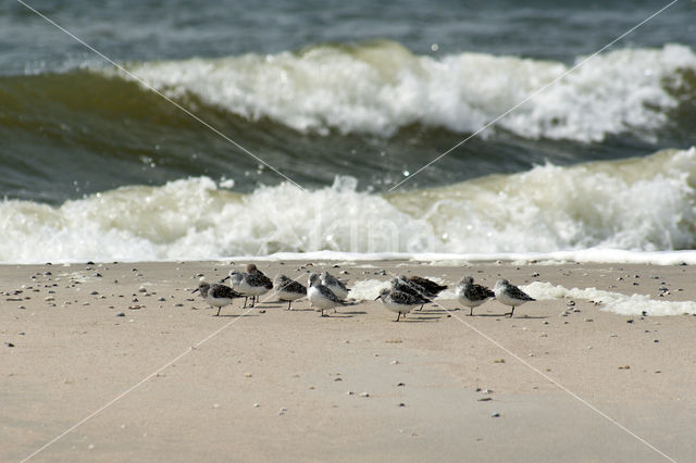 Drieteenstrandloper (Calidris alba)