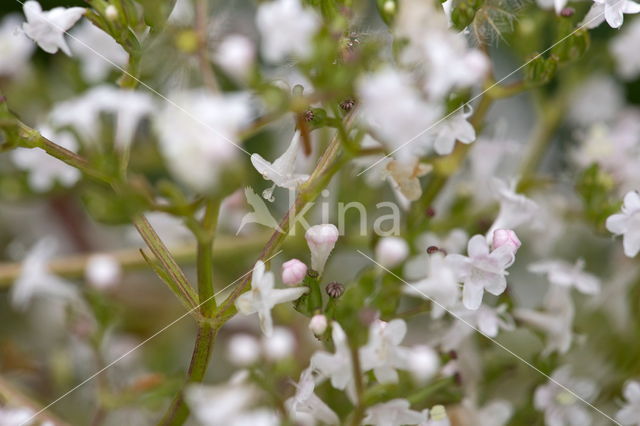 Duizendknoop (Polygonum affine)