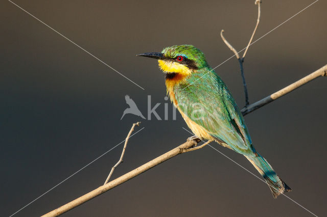 Dwergbijeneter (Merops pusillus)