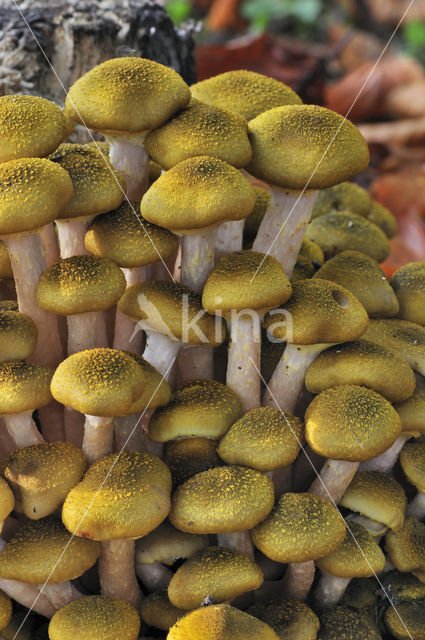 Echte honingzwam (Armillaria mellea)