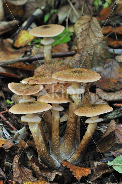 Echte honingzwam (Armillaria mellea)