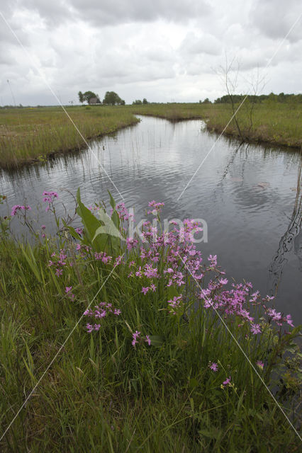 Echte koekoeksbloem (Lychnis flos-cuculi)