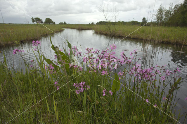 Echte koekoeksbloem (Lychnis flos-cuculi)