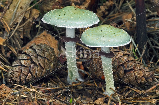 Verdigris Toadstool (Psilocybe aeruginosa)