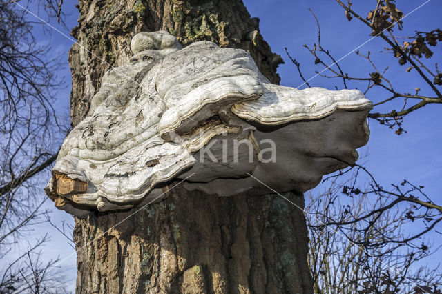 touchwood (Fomes fomentarius)