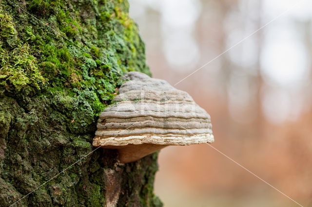 Echte tonderzwam (Fomes fomentarius)