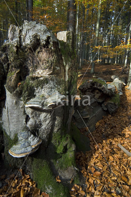 Echte tonderzwam (Fomes fomentarius)