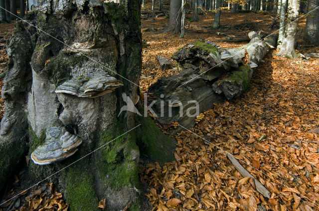 Echte tonderzwam (Fomes fomentarius)