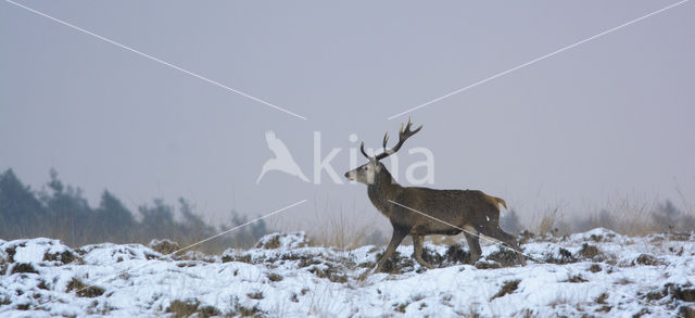 Red Deer (Cervus elaphus)