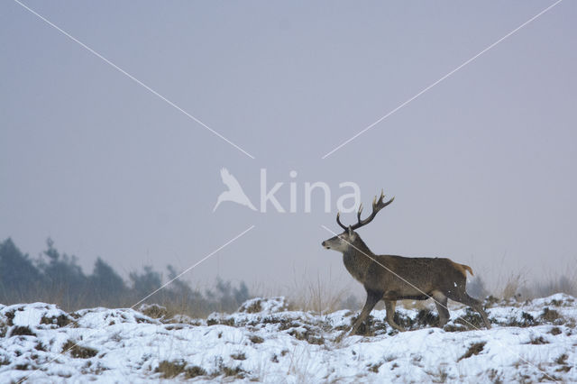 Red Deer (Cervus elaphus)