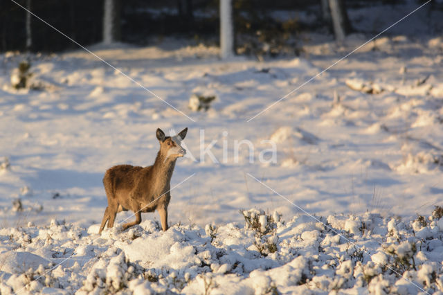 Red Deer (Cervus elaphus)