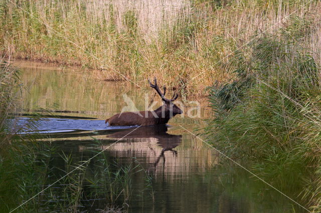 Red Deer (Cervus elaphus)