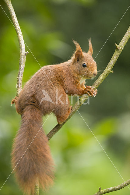 Red Squirrel (Sciurus vulgaris)