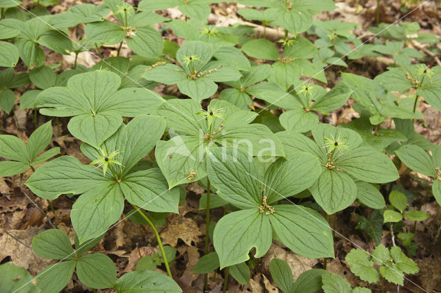 Herb-Paris