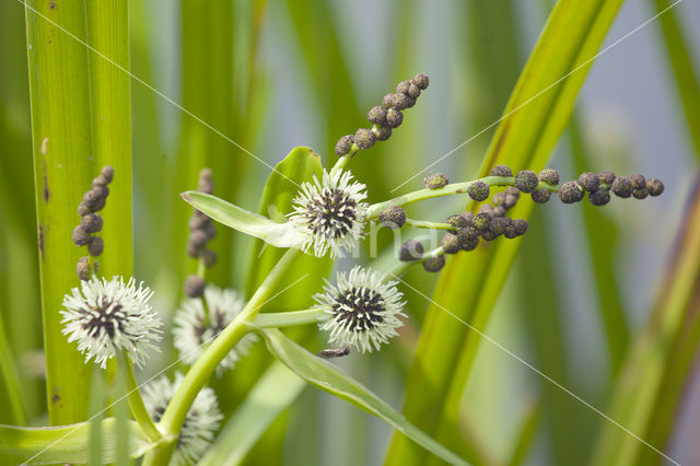 Bur-reed (Sparganium)