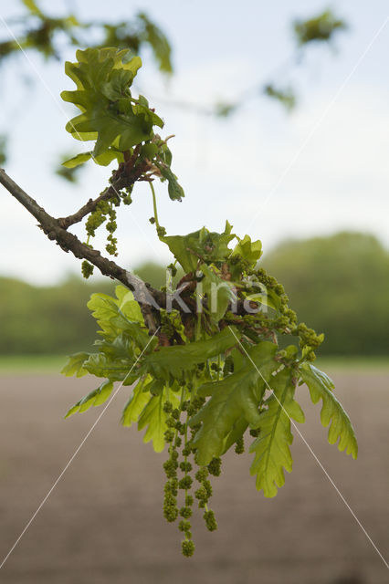 Oak (Quercus)