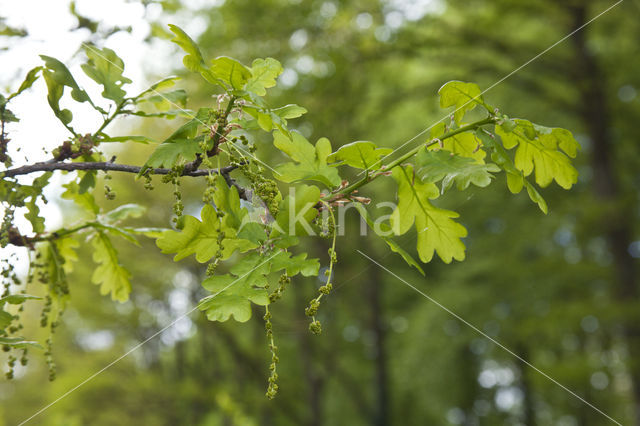 Oak (Quercus)